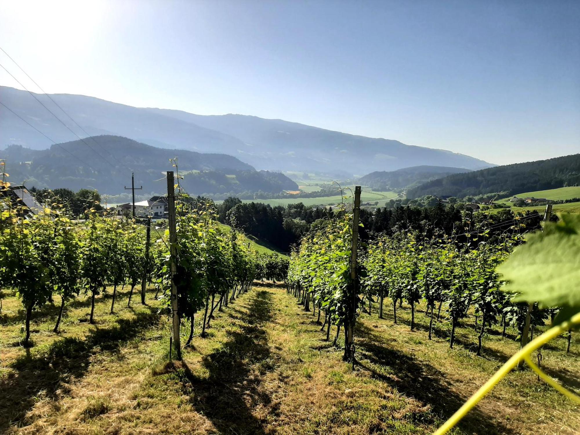 Апартаменты Auszeit Am Weinhof Loschental Экстерьер фото